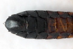 Strongylogaster filicis