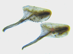 Strongylogaster filicis