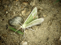 Comibaena nigromacularia
