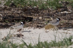 Thinornis cucullatus