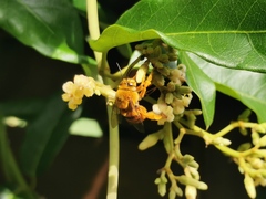 Amegilla bombiformis