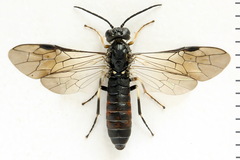 Strongylogaster filicis