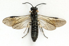 Strongylogaster filicis