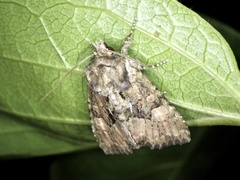 Antapamea conciliata