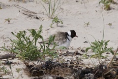 Thinornis cucullatus