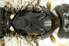 Strongylogaster filicis