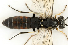 Strongylogaster filicis