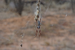 Trichonephila edulis