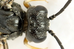 Strongylogaster filicis
