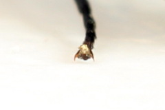 Strongylogaster filicis