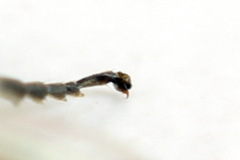 Strongylogaster filicis
