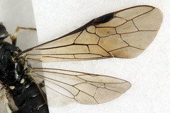 Strongylogaster filicis