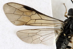 Strongylogaster filicis