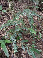 Damnacanthus indicus