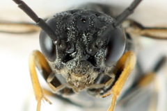 Strongylogaster filicis