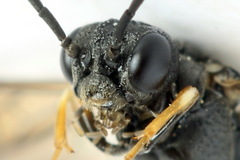 Strongylogaster filicis