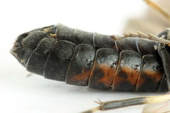 Strongylogaster filicis