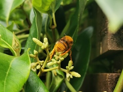 Amegilla bombiformis