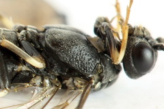 Strongylogaster filicis