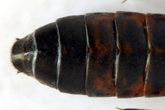 Strongylogaster filicis