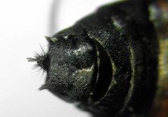 Strongylogaster filicis