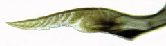 Strongylogaster filicis