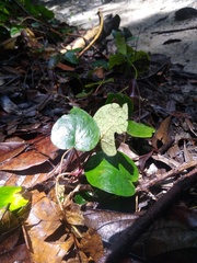 Culcasia rotundifolia image