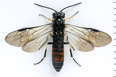 Strongylogaster filicis