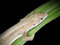 Takydromus tachydromoides