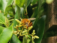 Amegilla bombiformis