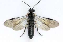 Strongylogaster filicis