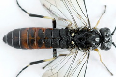 Strongylogaster filicis
