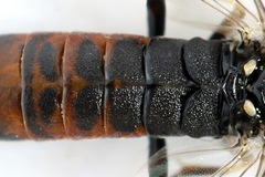 Strongylogaster filicis
