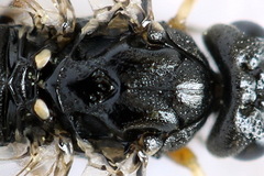 Strongylogaster filicis