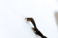 Strongylogaster filicis