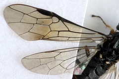 Strongylogaster filicis