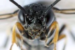 Strongylogaster filicis