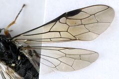 Strongylogaster filicis