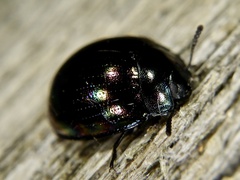 Tetraphyllus paykullii