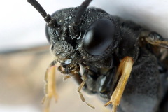 Strongylogaster filicis