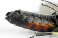 Strongylogaster filicis