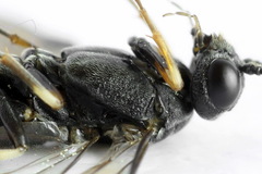 Strongylogaster filicis