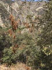 Fraxinus dipetala