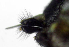 Strongylogaster filicis