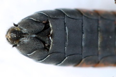 Strongylogaster filicis