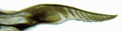 Strongylogaster filicis