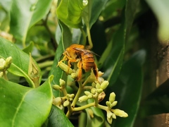 Amegilla bombiformis