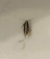 Monopis crocicapitella