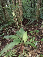 Calanthe triplicata
