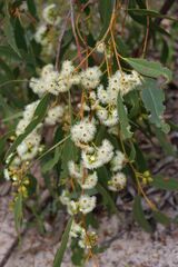 Eucalyptus porosa